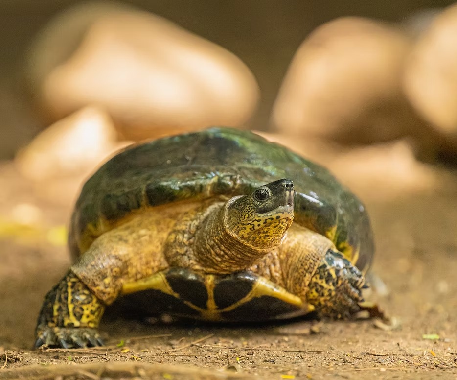 Local Artisanal Workshop