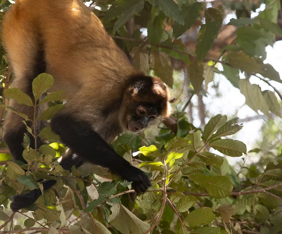 Nature in Guanacaste