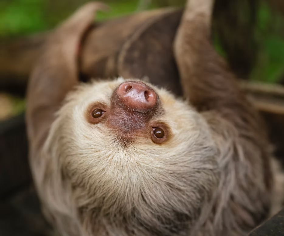 Costa Rican Wildlife